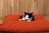 Animal pillow Kiki S 40x30cm